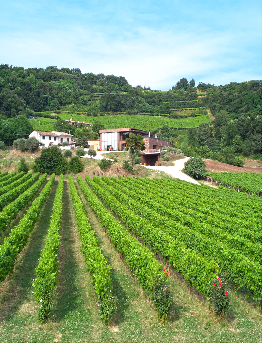 immagini maule_Tavola disegno 1 29